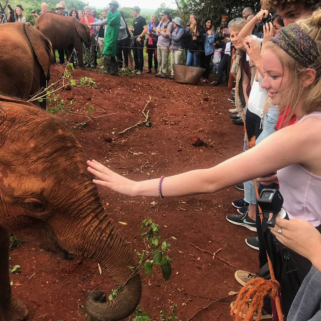 students petting an elephant